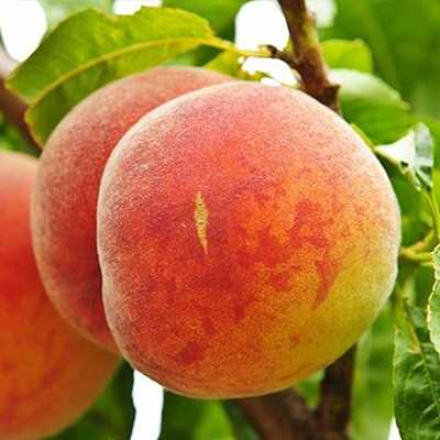 Черемуха и персик: лучшие сорта для сада и секреты успешного выращивания