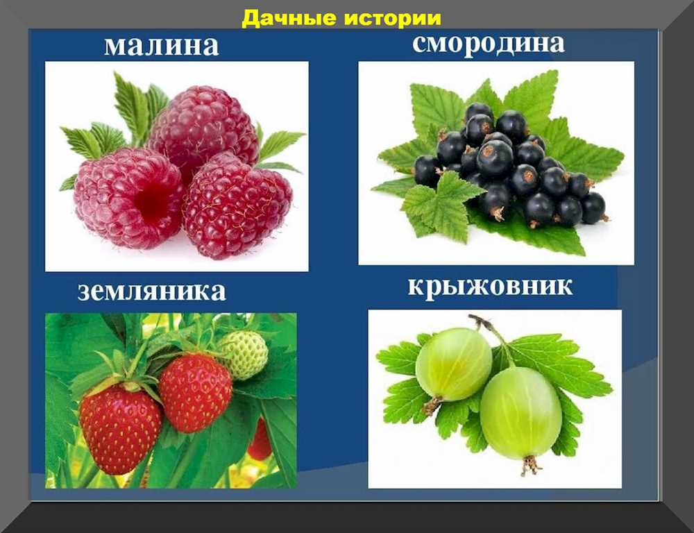 Малина – ягода на все случаи жизни: популярные сорта кустарников