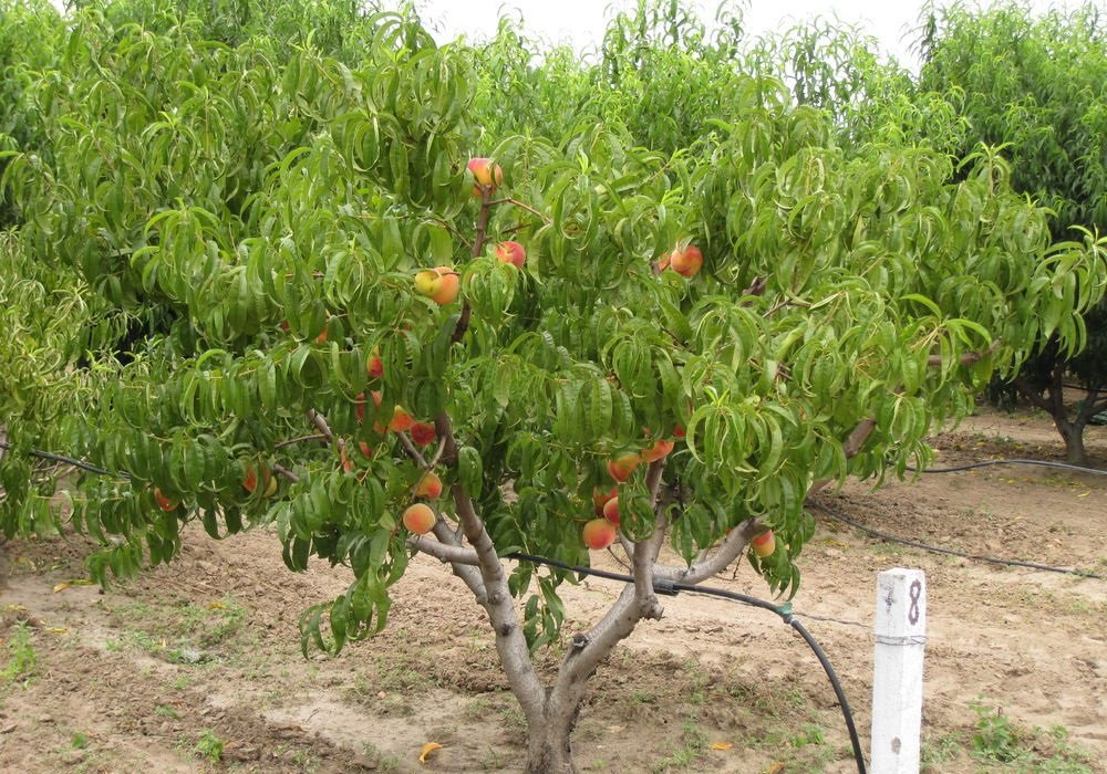 Персиковые деревья в саду: как выбрать и вырастить лучшие сорта