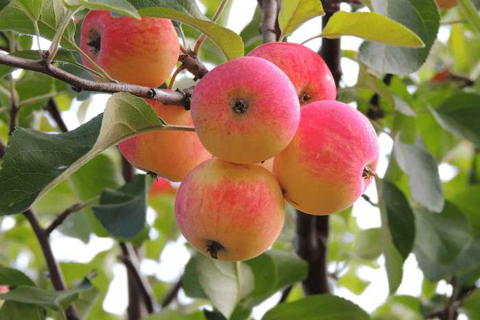 Плодовые деревья для вашего сада: выбор сортов яблонь и груш деревьев