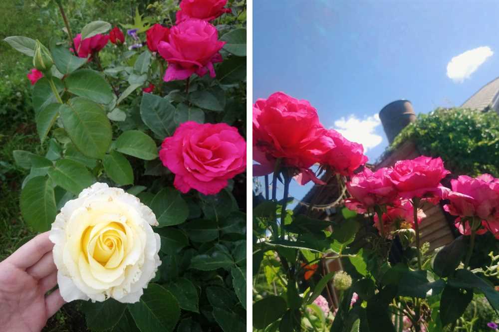 Розы – королевы сада: выбор сортов и уход