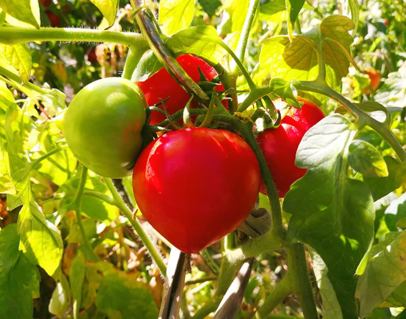 Сорта томатов для открытого грунта: выбор и уход
