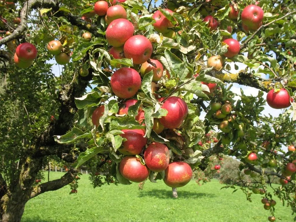 Сорта яблонь, которые подойдут для любого сада