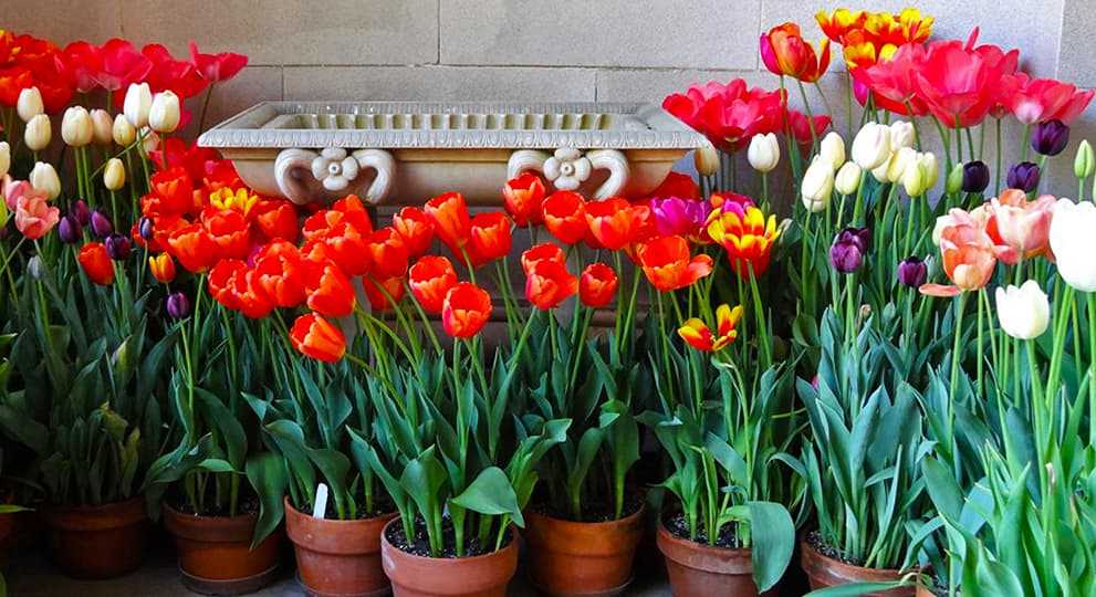Тюльпаны – весенние красавцы: секреты успешного выращивания