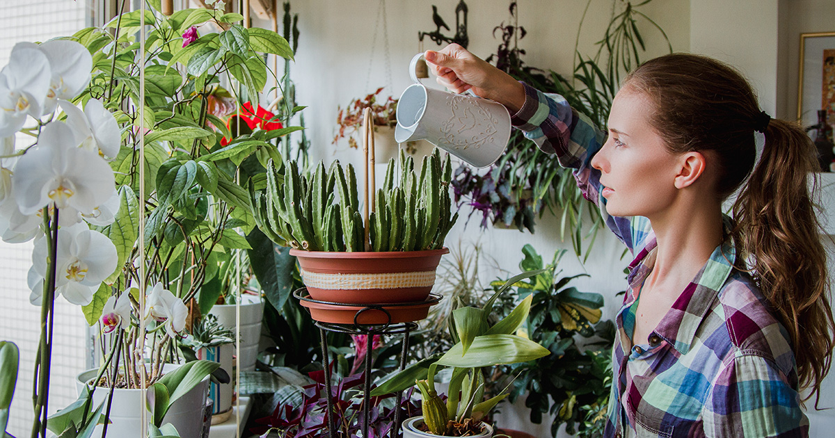 Уход за декоративными растениями: секреты красоты и здоровья